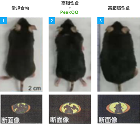 PeakQQ™ PQQ can inhibit fat accumulation in high-fat diet mice PeakQQ™ PQQ can inhibit fat accumulation in high-fat diet mice