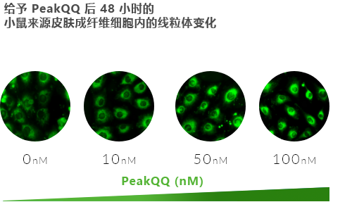 PeakQQ™ PQQ 48 hours after giving PQQ Mitochondrial changes in mouse derived skin fibroblasts PeakQQ™ PQQ 48 hours after giving PQQ Mitochondrial changes in mouse derived skin fibroblasts
